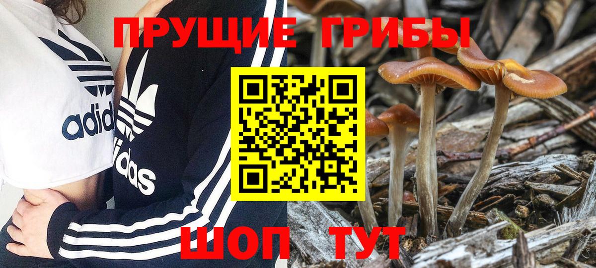 Галлюциногенные грибы Psilocybine cubensis  Вход с VPN  Бугуруслан 
